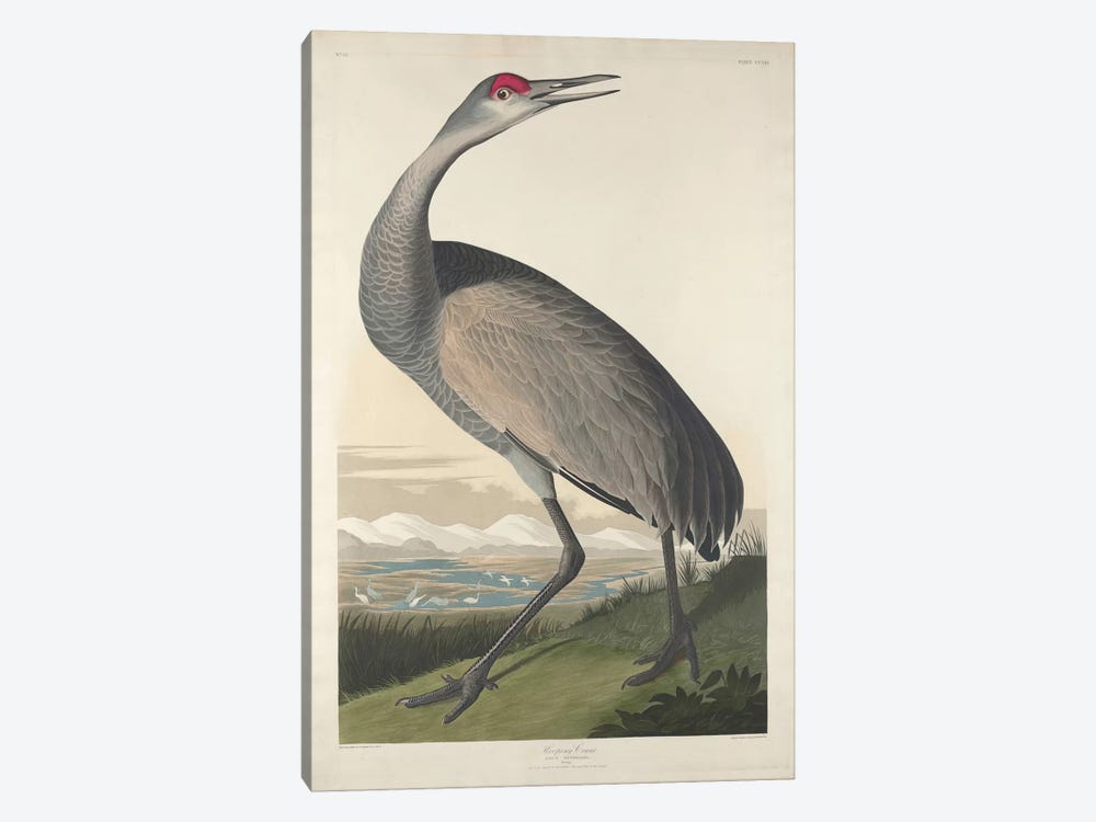 Whooping Crane by John James Audubon 1-piece Canvas Art Print
