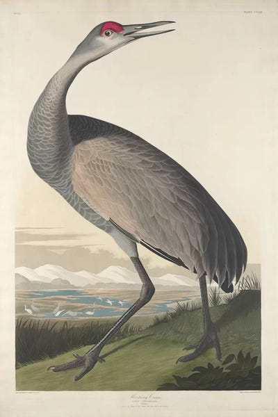 Science: Whooping Crane by John James Audubon