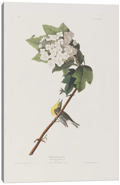 Yellow-Throated Vireo & Oakleaf Hydrangea Canvas Art Print - John James Audubon