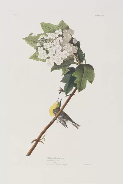 Vintage Botanical Illustrations: Yellow-Throated Vireo & Oakleaf Hydrangea by John James Audubon