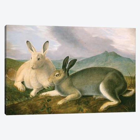 Arctic Hare (Audubon Commission) Canvas Print #BMN6940} by Joseph Bartholomew Kidd Canvas Artwork