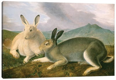 Arctic Hare (Audubon Commission) Canvas Art Print