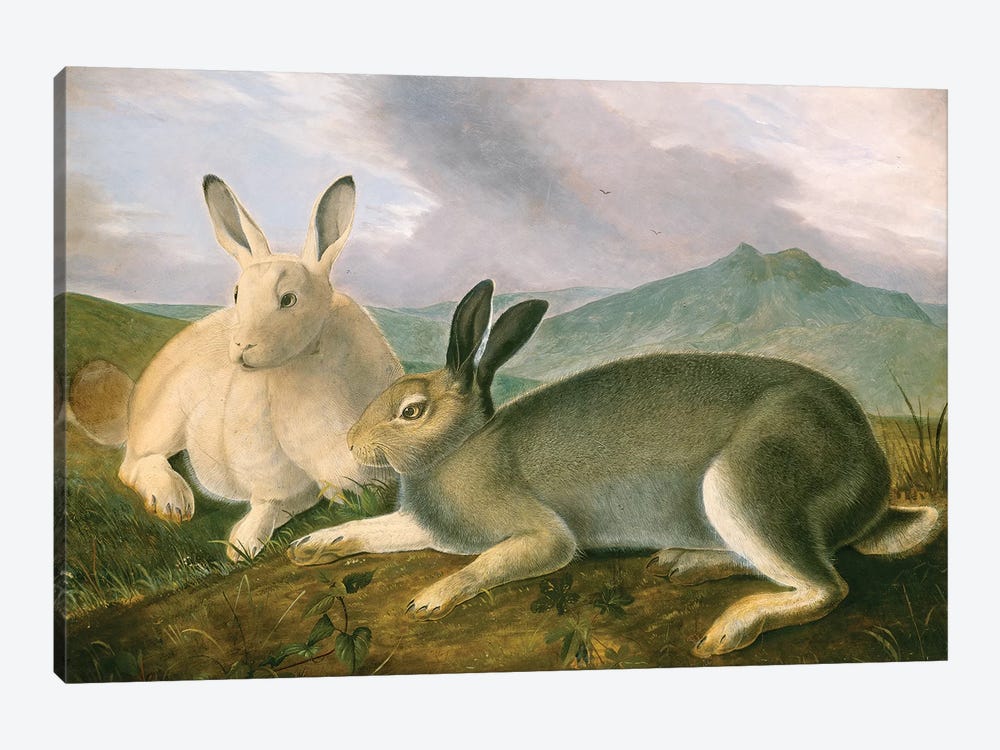 Arctic Hare (Audubon Commission) by Joseph Bartholomew Kidd 1-piece Art Print