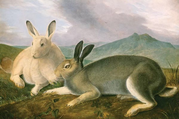 Rabbits: Arctic Hare (Audubon Commission) by Joseph Bartholomew Kidd