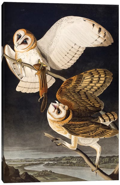 Barn Owl (Audubon Commission) Canvas Art Print - Owl Art