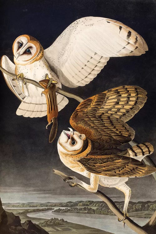 Barn Owl (Audubon Commission)