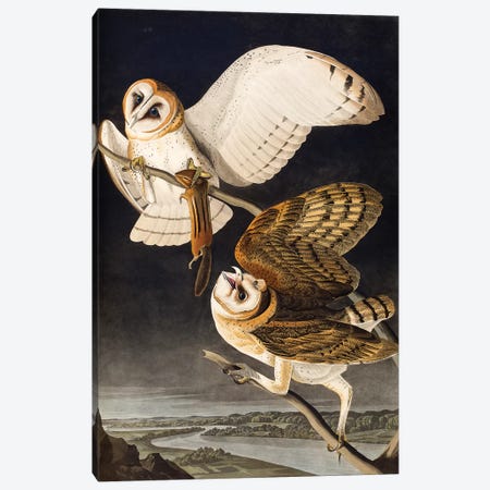 Barn Owl (Audubon Commission) Canvas Print #BMN6941} by Joseph Bartholomew Kidd Canvas Artwork