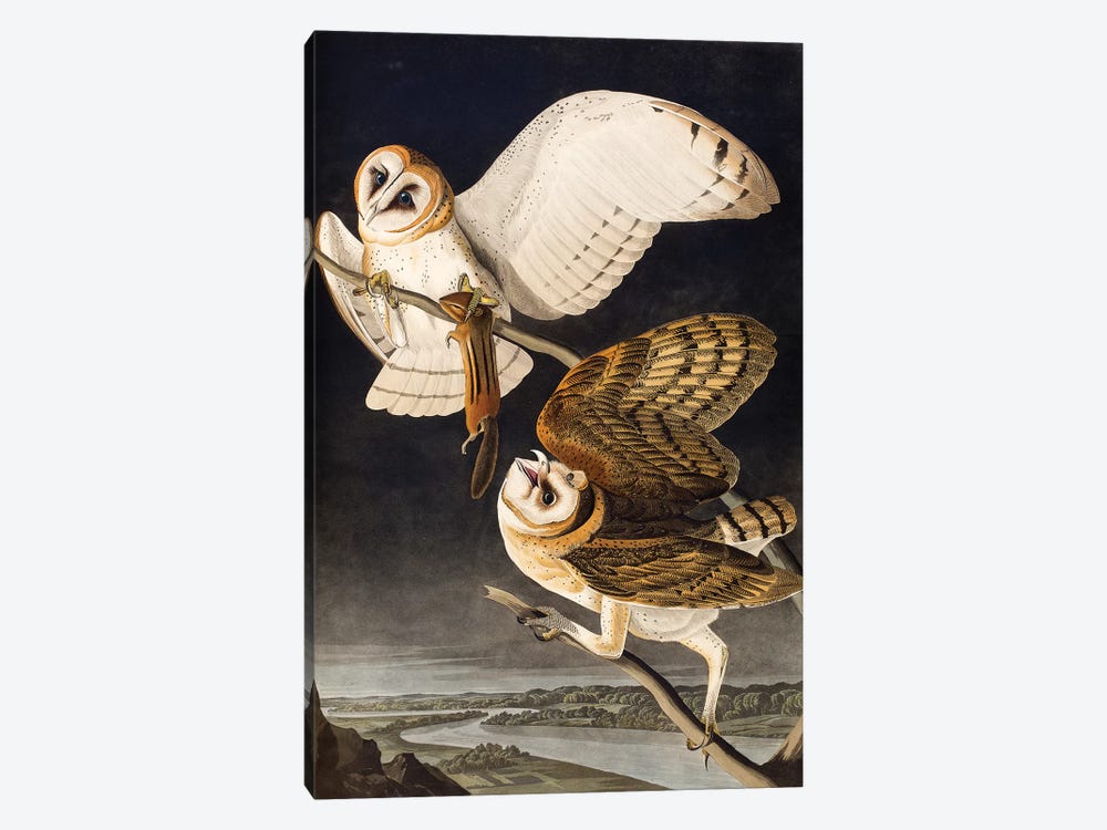 Barn Owl (Audubon Commission) by Joseph Bartholomew Kidd 1-piece Canvas Art