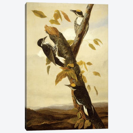 Black-Backed Three-Toed Woodpecker (Audubon Commission) Canvas Print #BMN6942} by Joseph Bartholomew Kidd Canvas Artwork