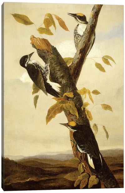Black-Backed Three-Toed Woodpecker (Audubon Commission) Canvas Art Print