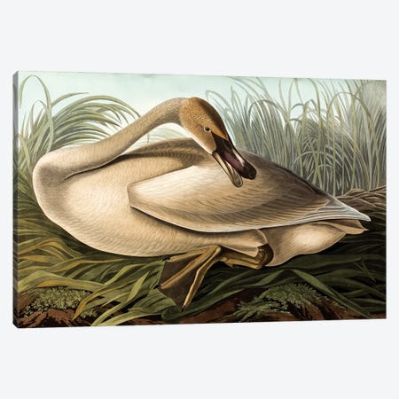 Trumpeter Swan (Audubon Commission) Canvas Print #BMN6943} by Joseph Bartholomew Kidd Canvas Art