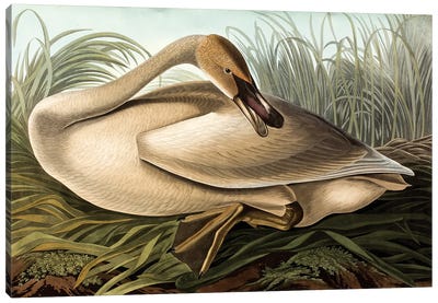 Trumpeter Swan (Audubon Commission) Canvas Art Print