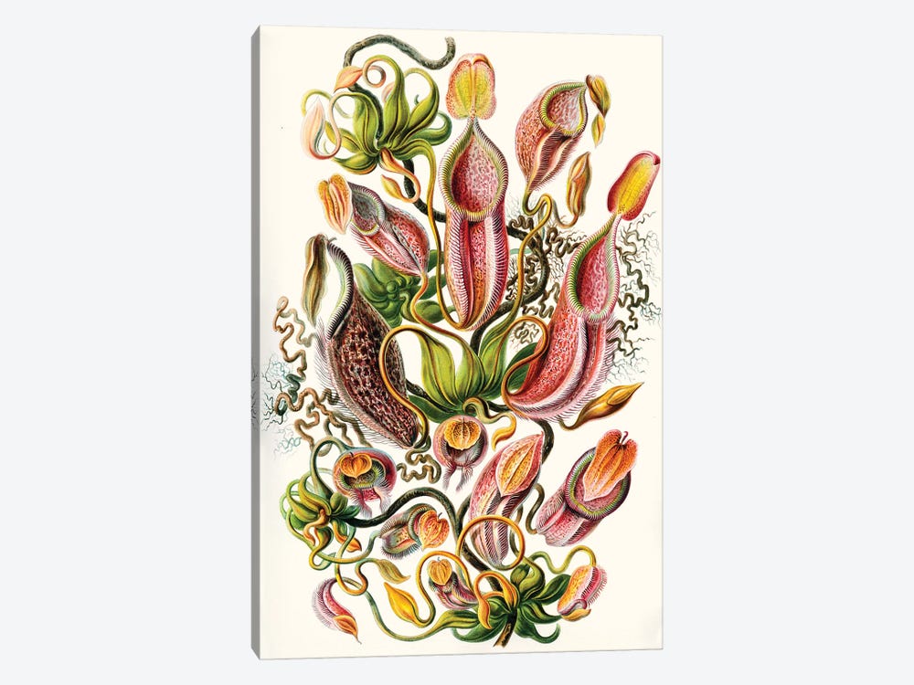 A Collection Nepenthaceae - Canvas Art | Ernst Haeckel