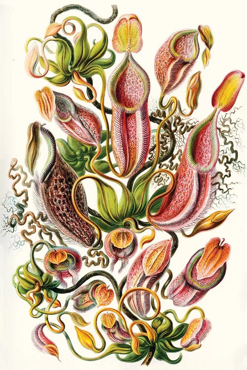 A Collection Of Nepenthaceae (Illustration From Kunstformen der Natur), 1899