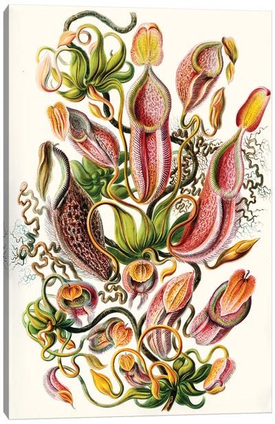 A Collection Of Nepenthaceae (Illustration From Kunstformen der Natur), 1899 Canvas Art Print