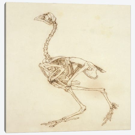 Dorking Hen Skeleton, Lateral View, 1795-1806 Canvas Print #BMN7066} by George Stubbs Canvas Print
