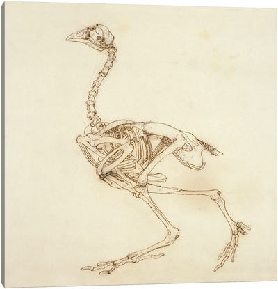 Dorking Hen Skeleton, Lateral View, 1795-1806 Canvas Art Print - George Stubbs