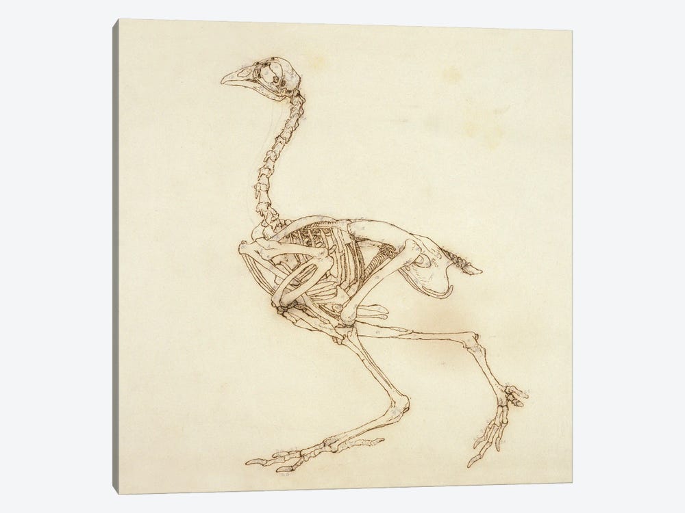 Dorking Hen Skeleton, Lateral View, 1795-1806 1-piece Canvas Art Print