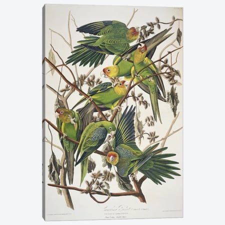 Carolina Parrot & Cuckle Burr Canvas Print #BMN7130} by John James Audubon Canvas Wall Art