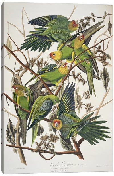 Carolina Parrot & Cuckle Burr Canvas Art Print - John James Audubon