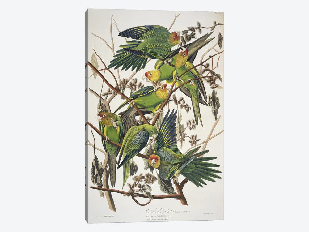 Carolina Parrot & Cuckle Burr by John James Audubon 1-piece Canvas Print