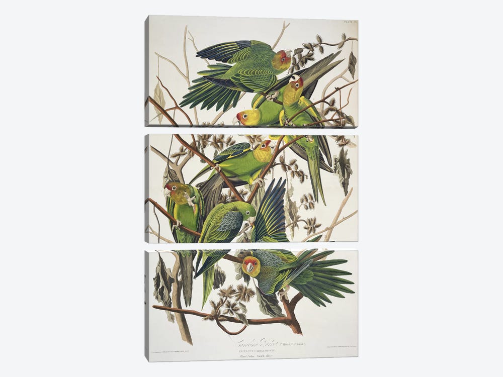 Carolina Parrot & Cuckle Burr 3-piece Canvas Print