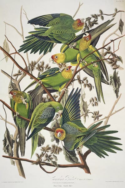 Botanical Illustrations: Carolina Parrot & Cuckle Burr by John James Audubon