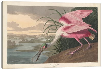 Roseate Spoonbill, 1836 Canvas Art Print - Educational Art