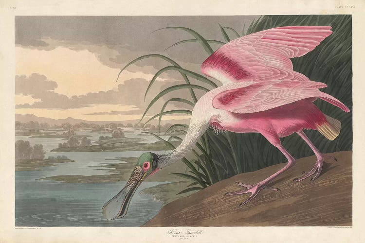 Roseate Spoonbill, 1836