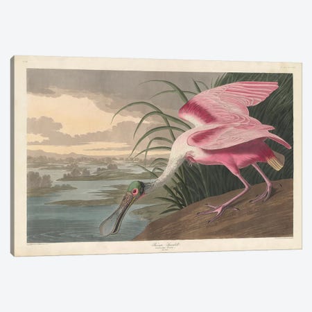 Roseate Spoonbill, 1836 Canvas Print #BMN7131} by John James Audubon Canvas Wall Art