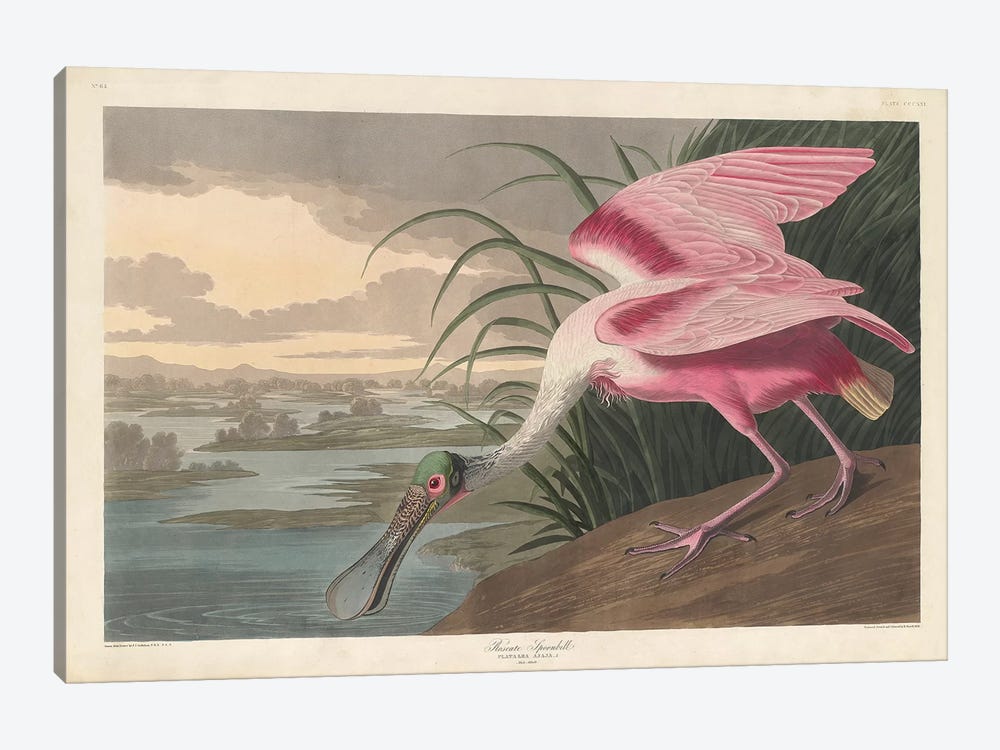 Roseate Spoonbill, 1836 by John James Audubon 1-piece Canvas Wall Art