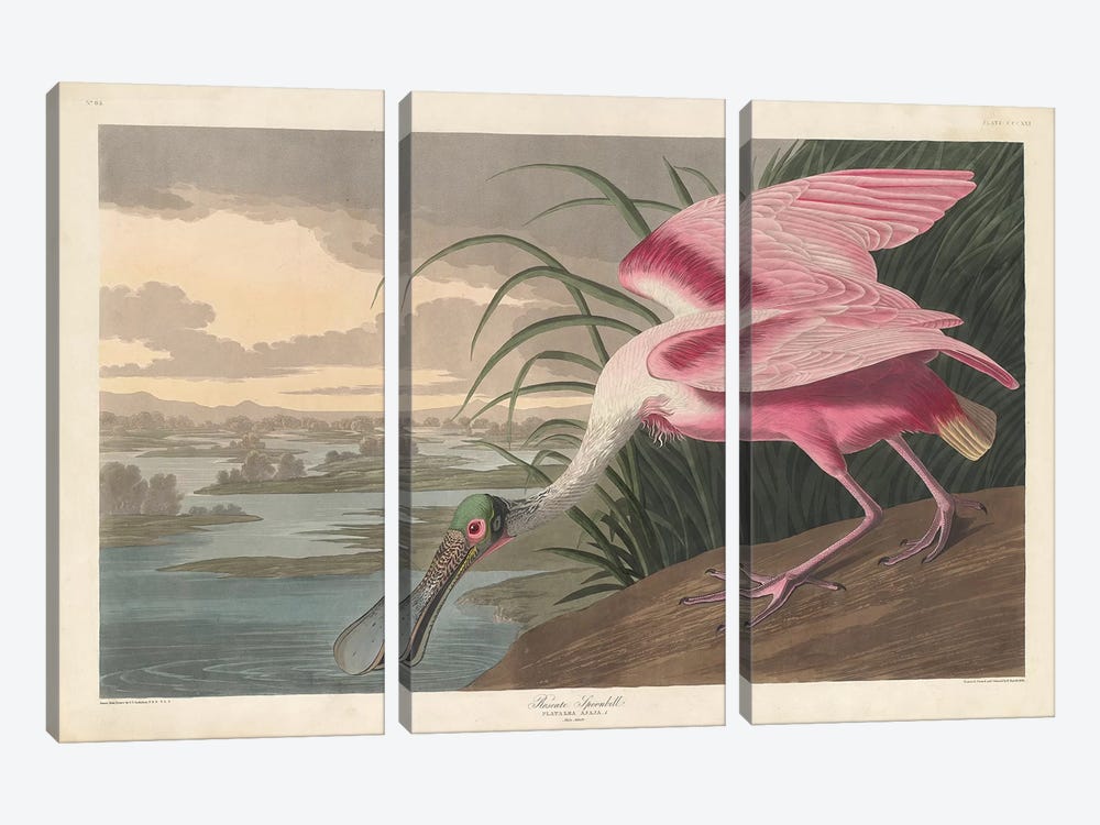 Roseate Spoonbill, 1836 by John James Audubon 3-piece Canvas Artwork