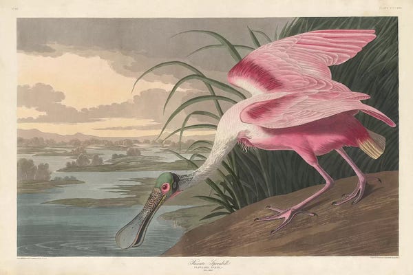 Animal Illustrations