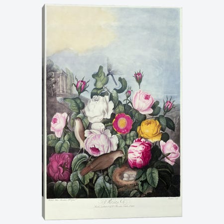 Roses, engraved by Earlom, from 'The Temple of Flora', by Robert Thornton, pub. 1805  Canvas Print #BMN719} by Robert John Thornton Canvas Art