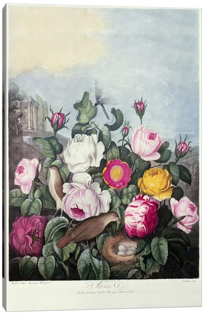 Roses, engraved by Earlom, from 'The Temple of Flora', by Robert Thornton, pub. 1805  Canvas Art Print