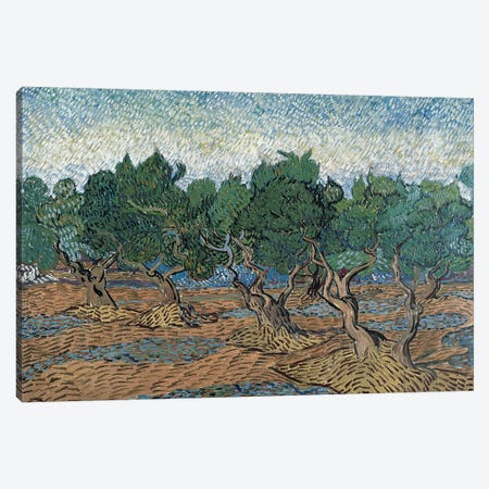 Olive Grove, 1889 Canvas Print #BMN7219} by Vincent van Gogh Art Print