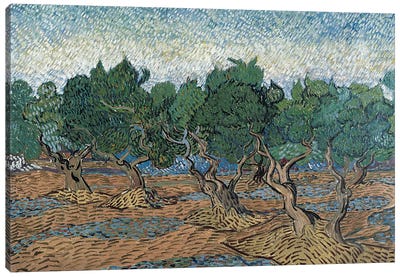 Olive Grove, 1889 Canvas Art Print - Olive Tree Art