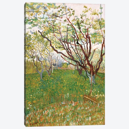 The Flowering Orchard, 1888 Canvas Print #BMN7226} by Vincent van Gogh Canvas Art Print