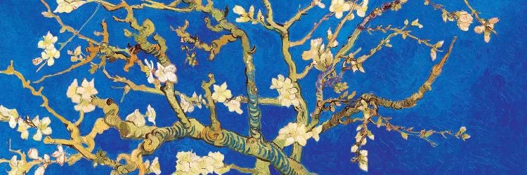 Almond Blossom On Royal Blue