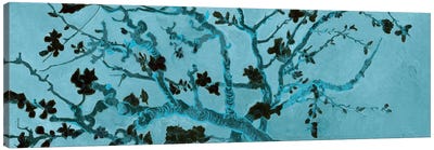 Almond Blossom On Teal Canvas Art Print - Turquoise Art