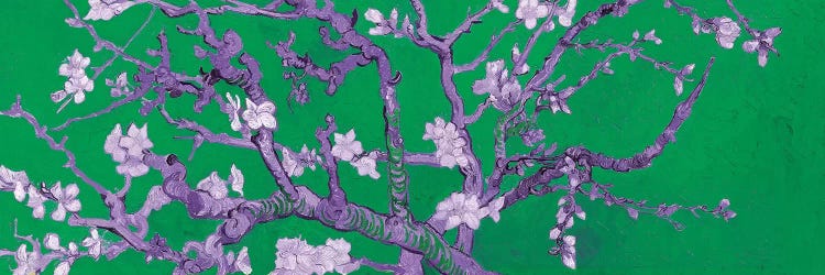 Almond Blossom On Green