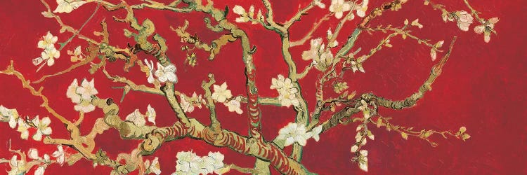 Almond Blossom On Red