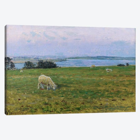 Sheep Grazing, Osterby, Skagen  Canvas Print #BMN750} by Viggo Johansen Canvas Art