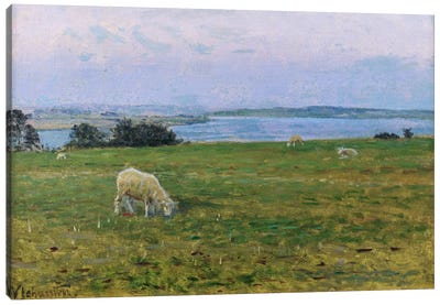 Sheep Grazing, Osterby, Skagen  Canvas Art Print
