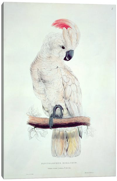 Salmon-Crested Cockatoo  Canvas Art Print