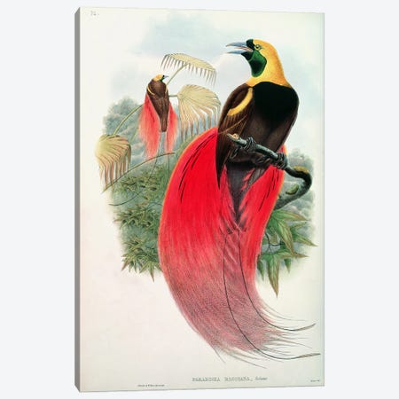 Bird of Paradise, engraved by T. Walter  Canvas Print #BMN752} by John Gould Canvas Art