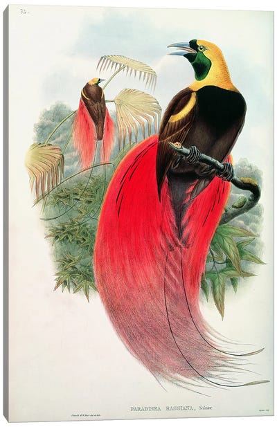 Bird of Paradise, engraved by T. Walter  Canvas Art Print