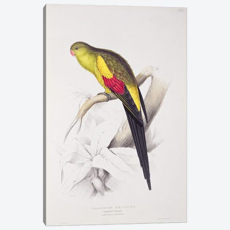 Black-Tailed Parakeet  Canvas Print #BMN753} by Edward Lear Canvas Artwork