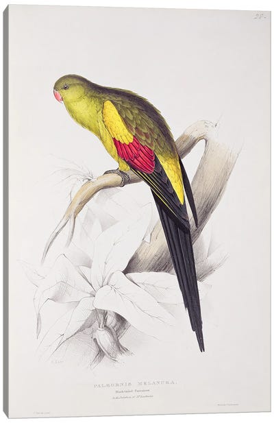 Black-Tailed Parakeet  Canvas Art Print
