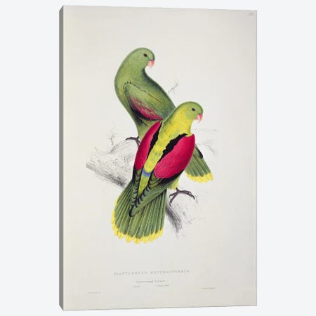 Crimson-Winged Parakeet  Canvas Print #BMN754} by Edward Lear Canvas Art Print